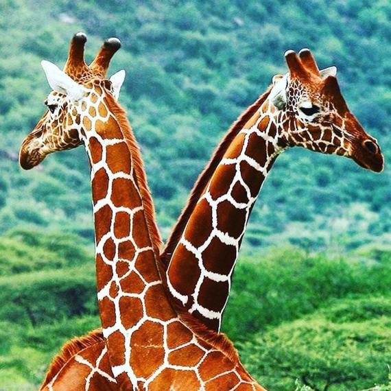 giraffes